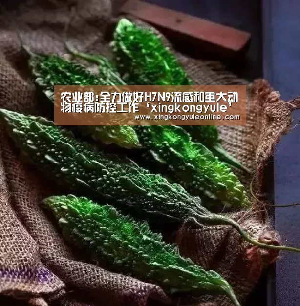 星空娱乐